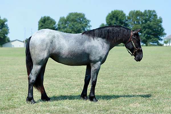 ridden-english-pony