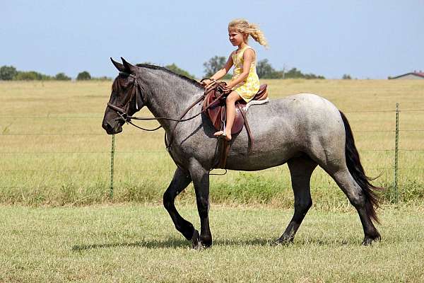 trail-pony