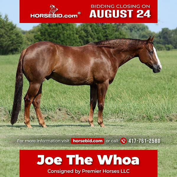 all-around-quarter-horse