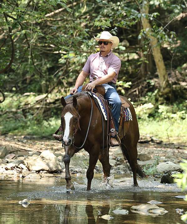 flashy-quarter-horse