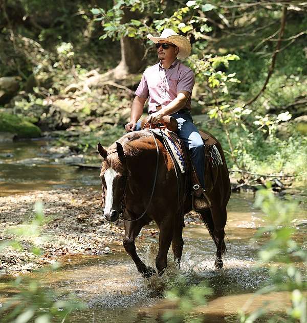 athletic-quarter-horse