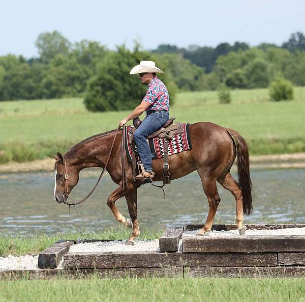 husband-safe-quarter-horse
