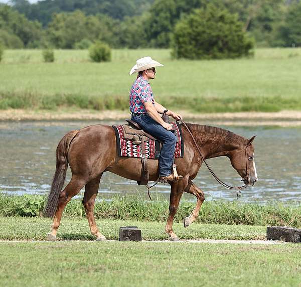performance-quarter-horse