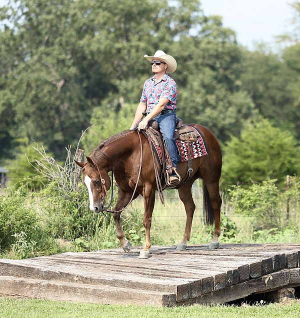 ranch-quarter-horse