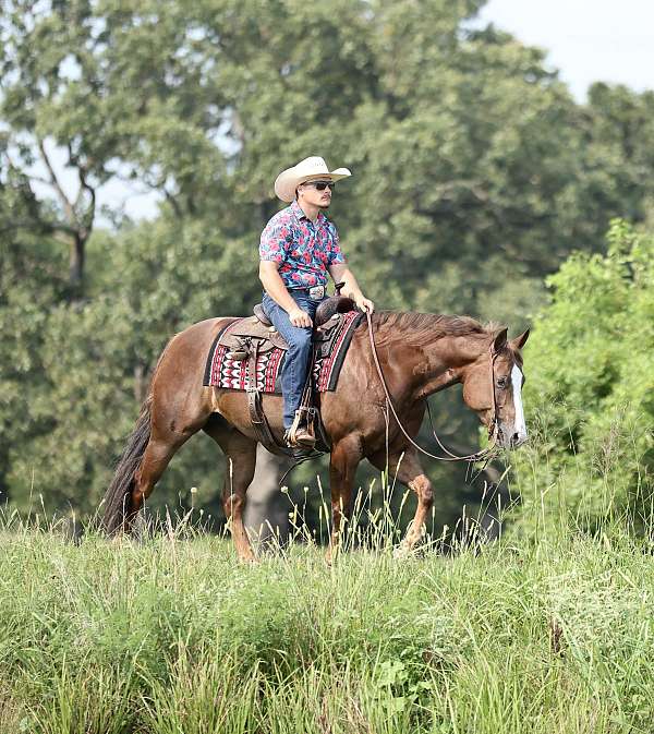 ranch-versatility-quarter-horse