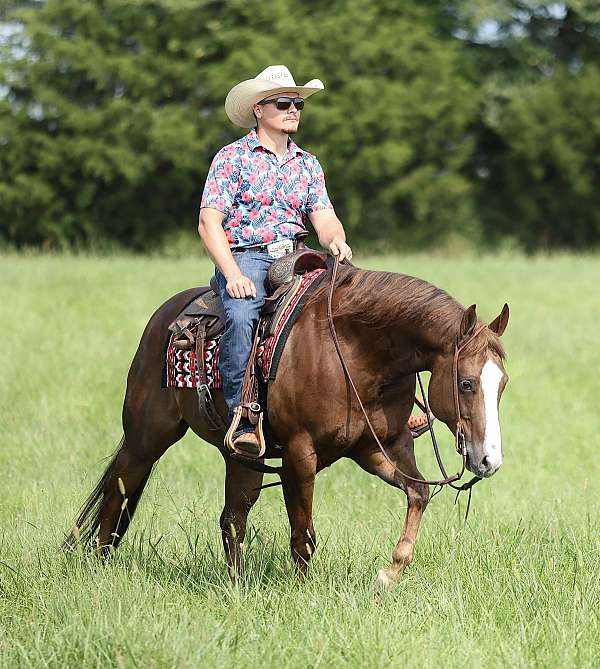 ranch-work-quarter-horse
