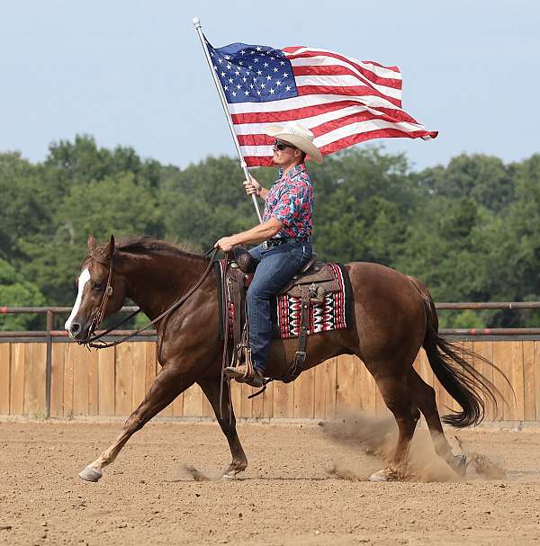reining-quarter-horse