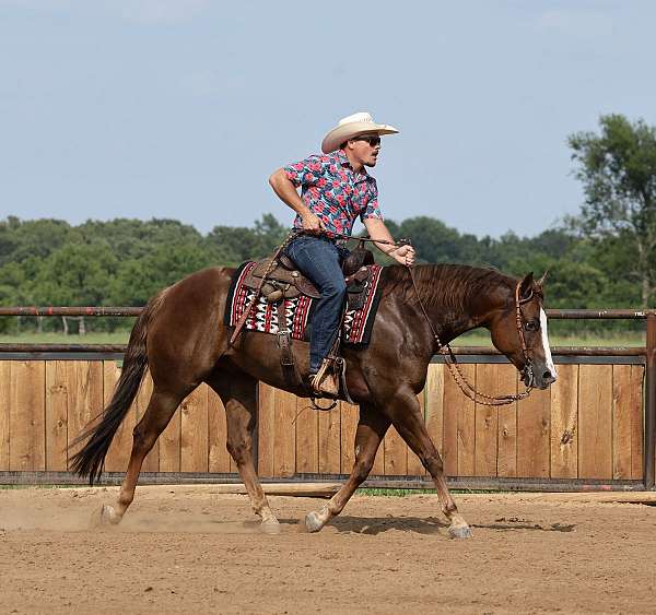 roping-quarter-horse