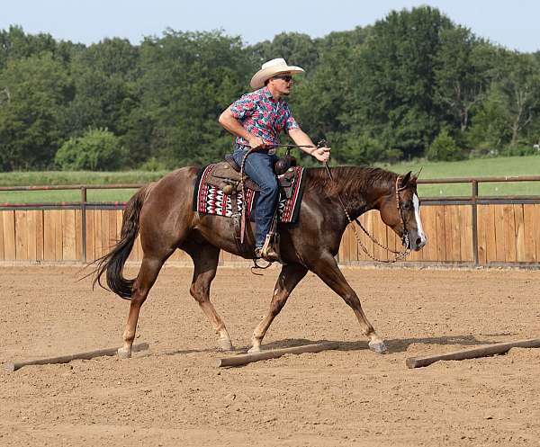 show-quarter-horse