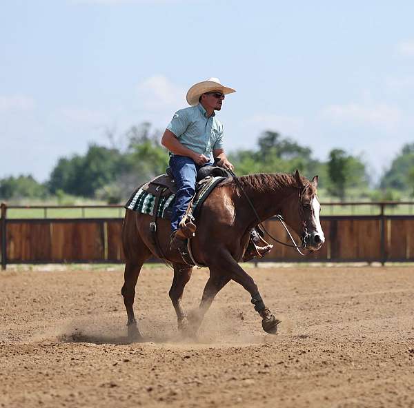 trail-riding-quarter-horse