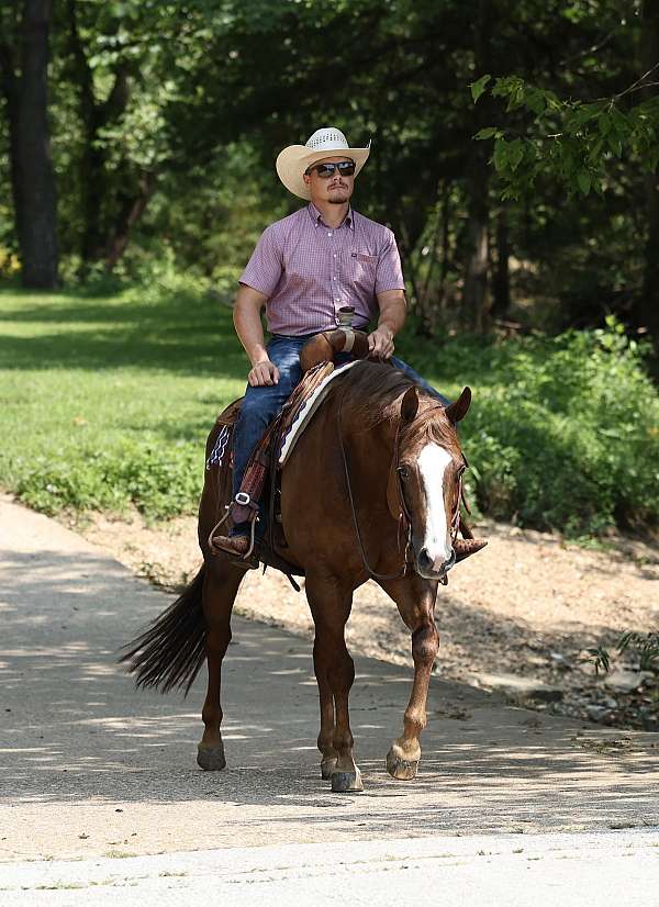 western-riding-quarter-horse