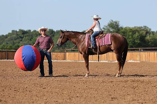 trail-quarter-horse