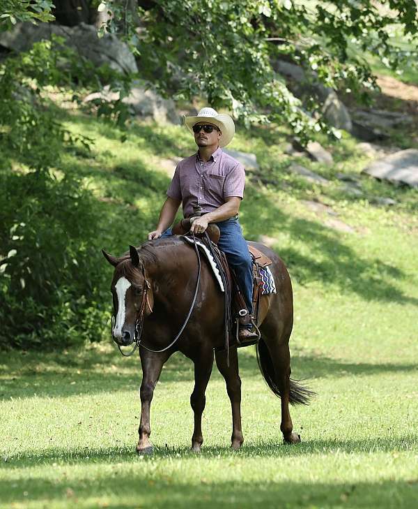 working-cattle-quarter-horse