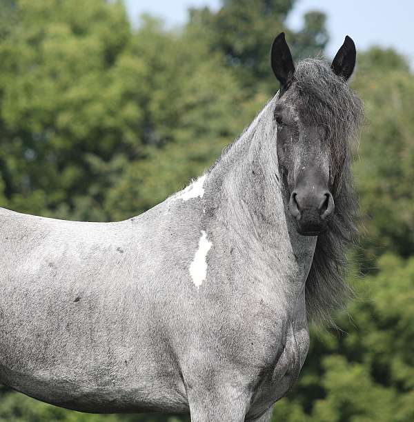 rodeo-draft-pony