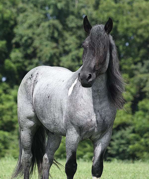 ridden-western-draft-pony