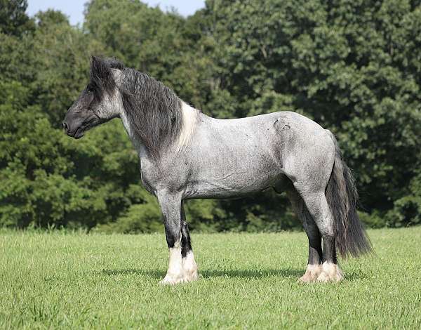 ranch-versatility-draft-pony