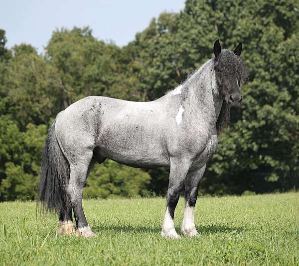 roping-draft-pony