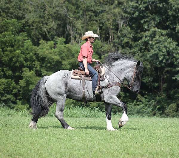 show-hack-draft-pony