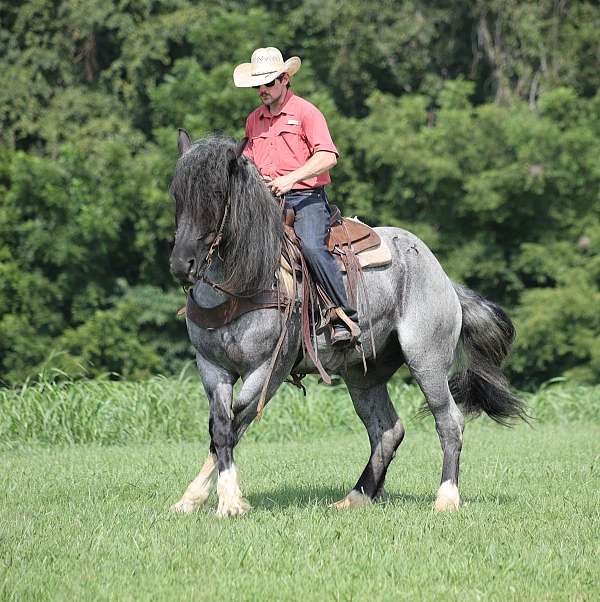blue-roan-show-hack-pony