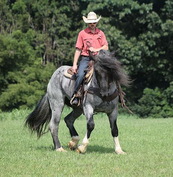 athletic-draft-pony