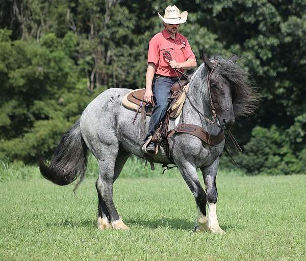 all-around-draft-pony