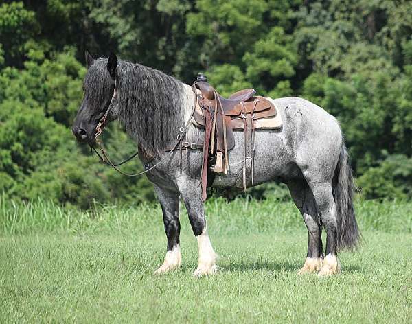calf-roping-draft-pony
