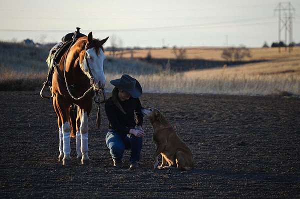 all-around-quarter-horse