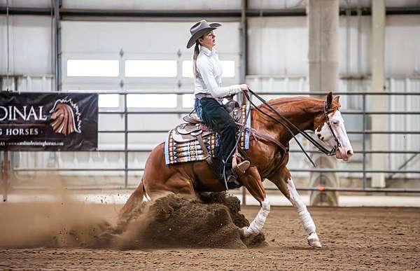 pinto-aqha-horse