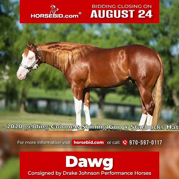 pinto-aqha-gelding