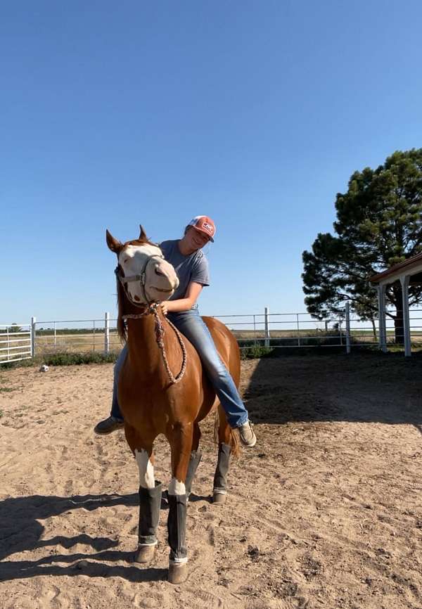 athletic-quarter-horse