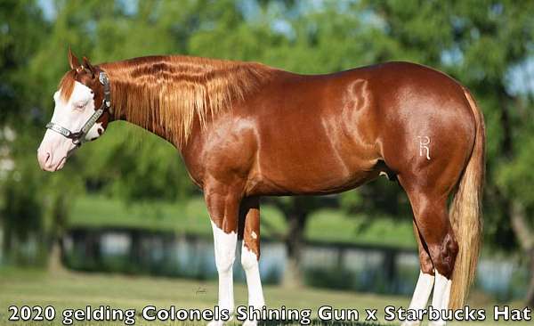 husband-safe-quarter-horse