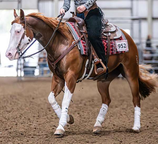 performance-quarter-horse