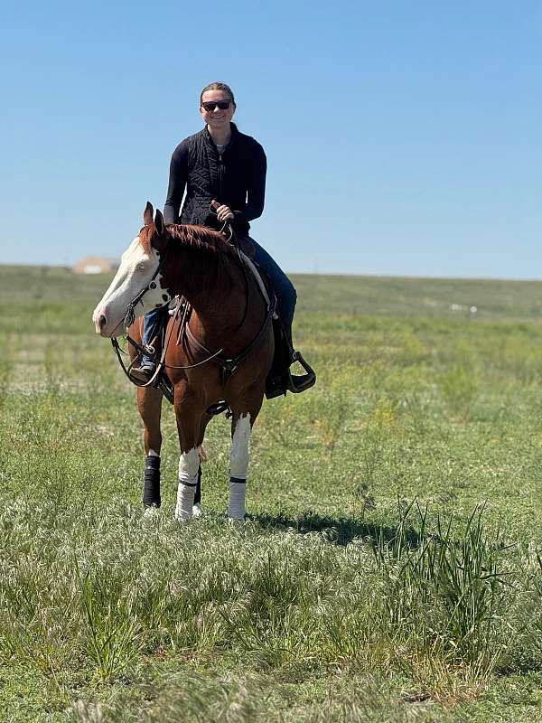 reining-quarter-horse