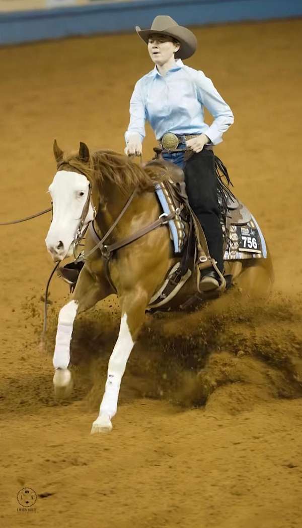 show-quarter-horse