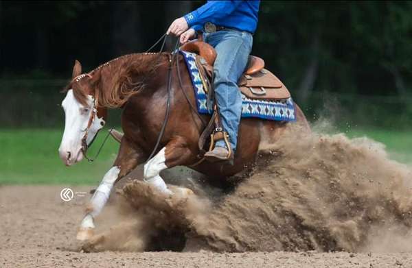 show-hack-quarter-horse