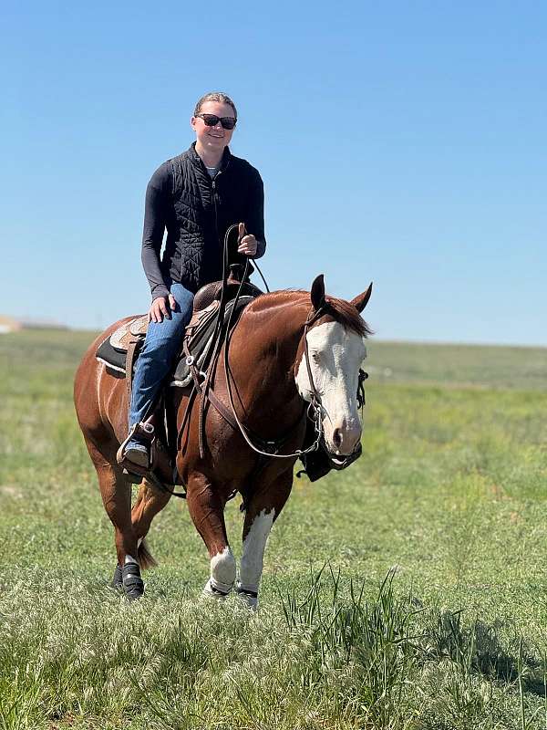 trail-quarter-horse