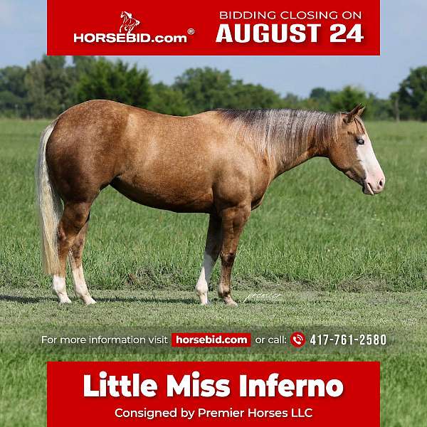 all-around-quarter-horse