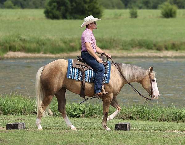 athletic-quarter-horse