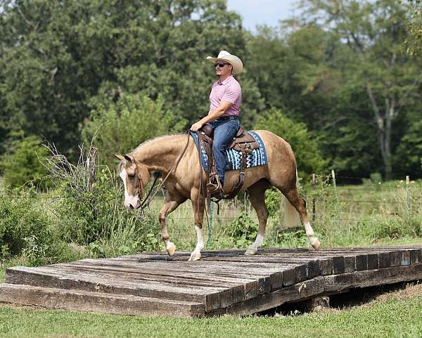 calf-roping-quarter-horse