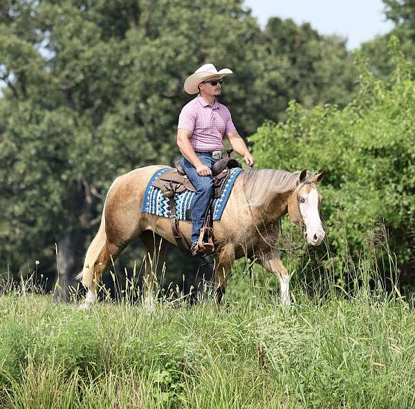 flashy-quarter-horse