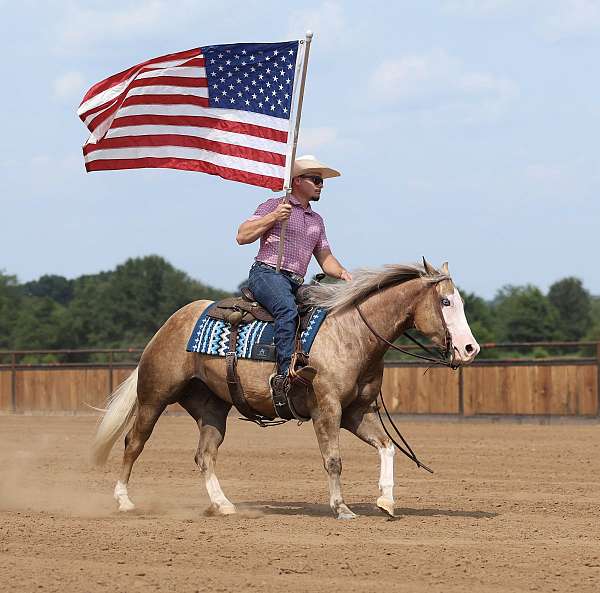 performance-quarter-horse