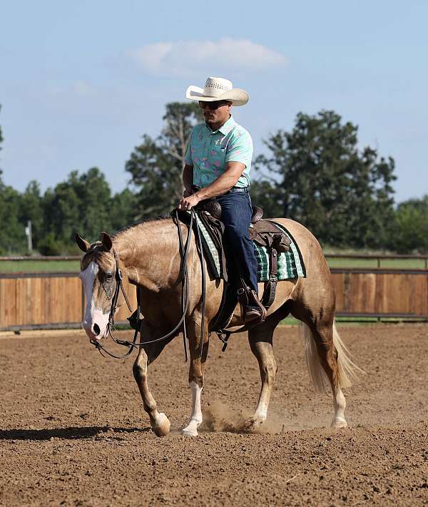 ranch-quarter-horse
