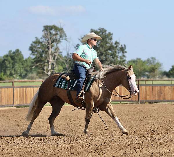 ranch-versatility-quarter-horse
