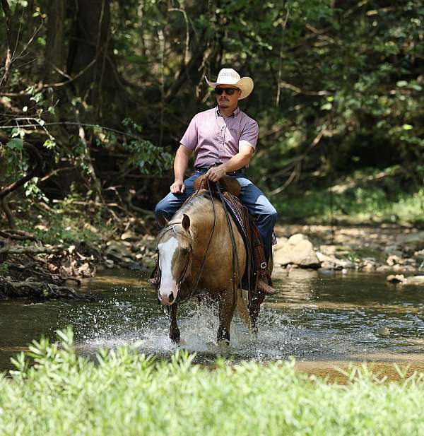 ranch-work-quarter-horse