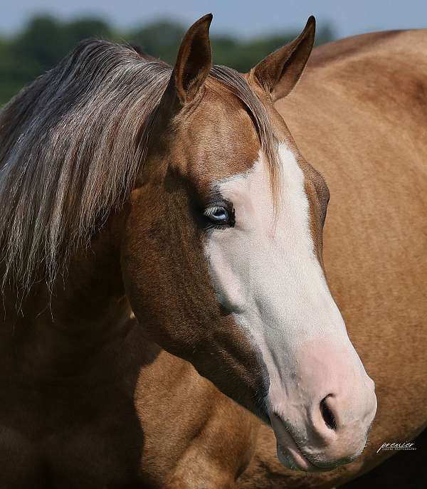 reining-quarter-horse