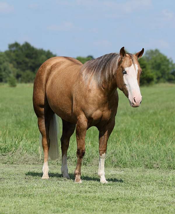 ridden-western-quarter-horse