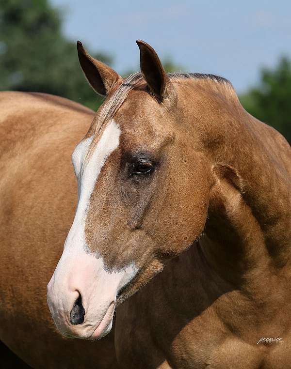 roping-quarter-horse