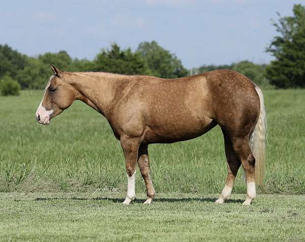 show-quarter-horse