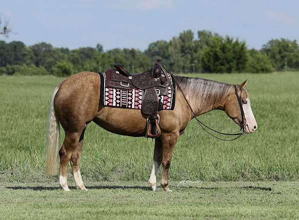 trail-quarter-horse