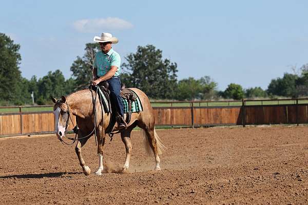 trail-riding-quarter-horse